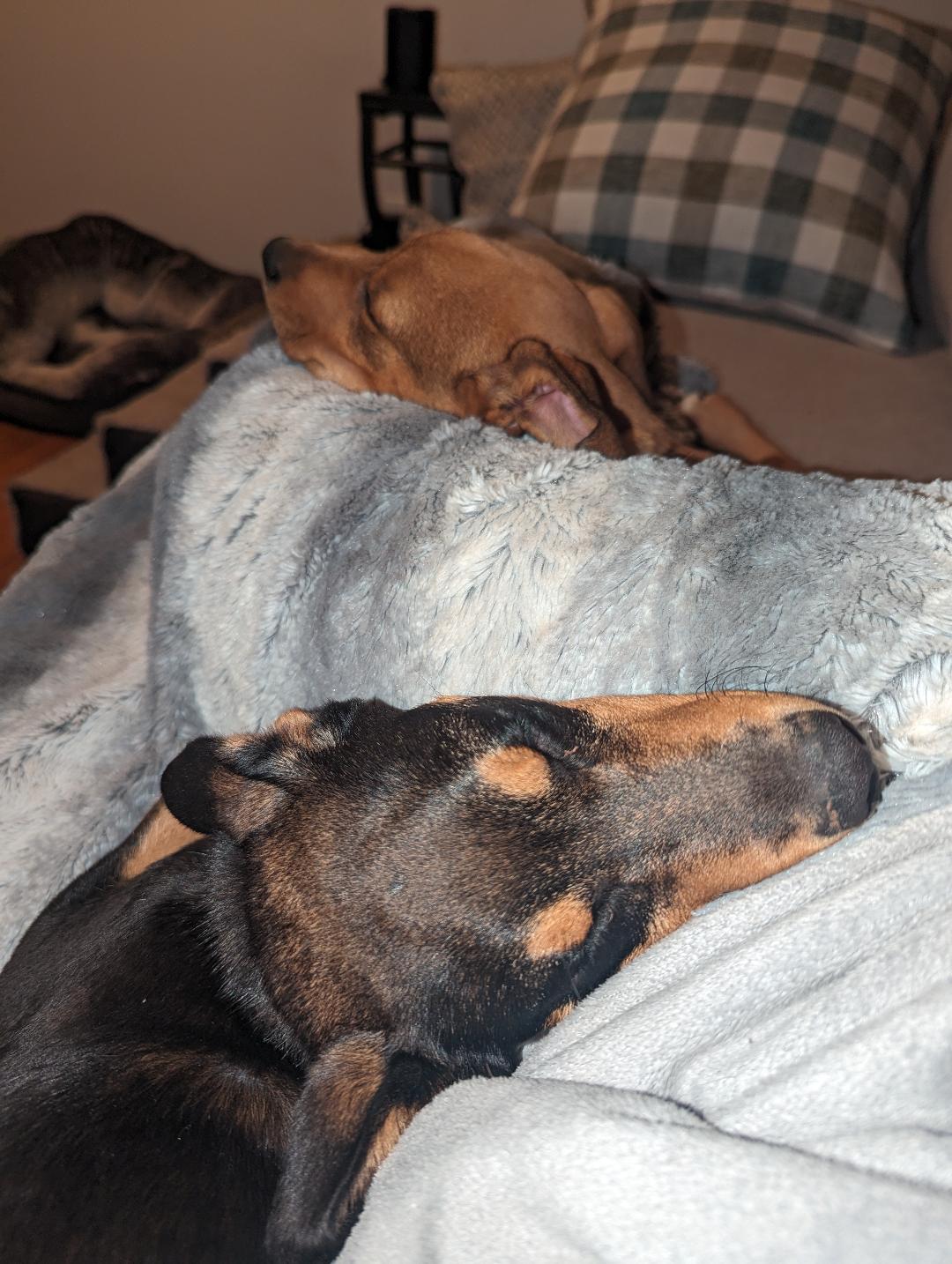 Dog for adoption Sally, a Mixed Breed in Nixa, MO Petfinder