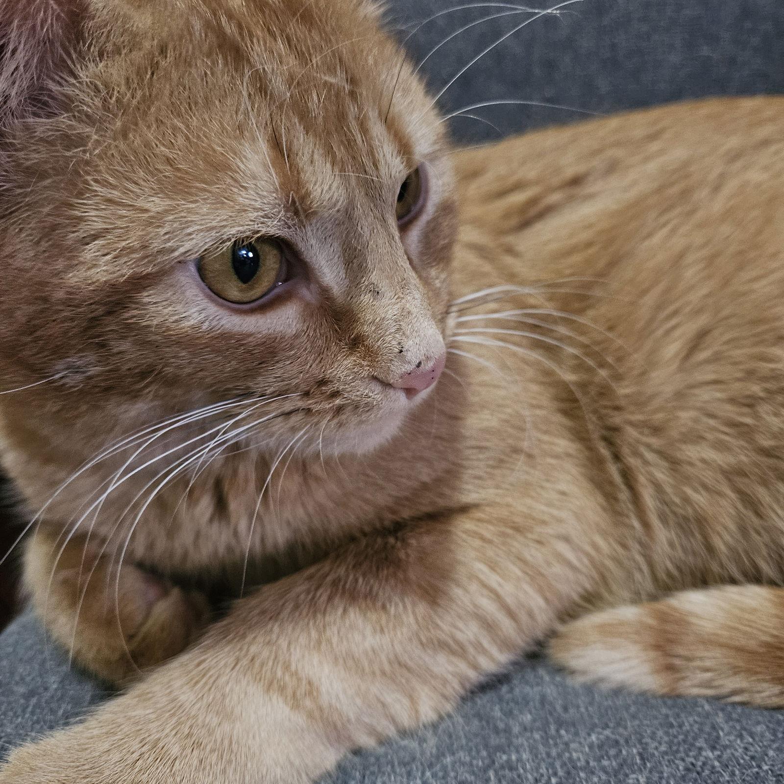Harvey, Adoptable, Adult Male Domestic Short Hair.