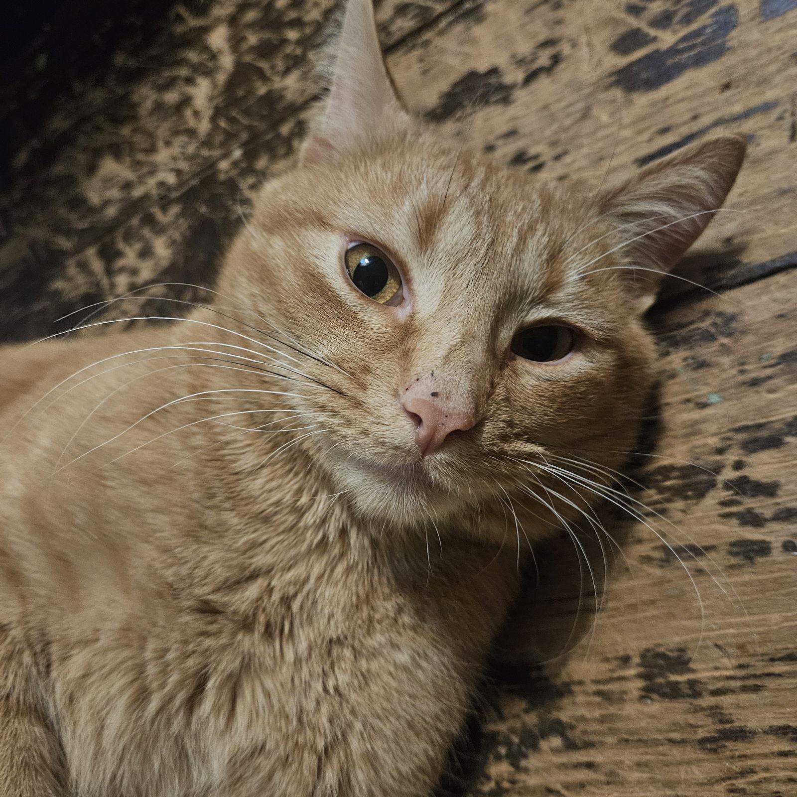 Harvey, a Adoptable Domestic Short Hair in Philadelphia, PA image 2/3