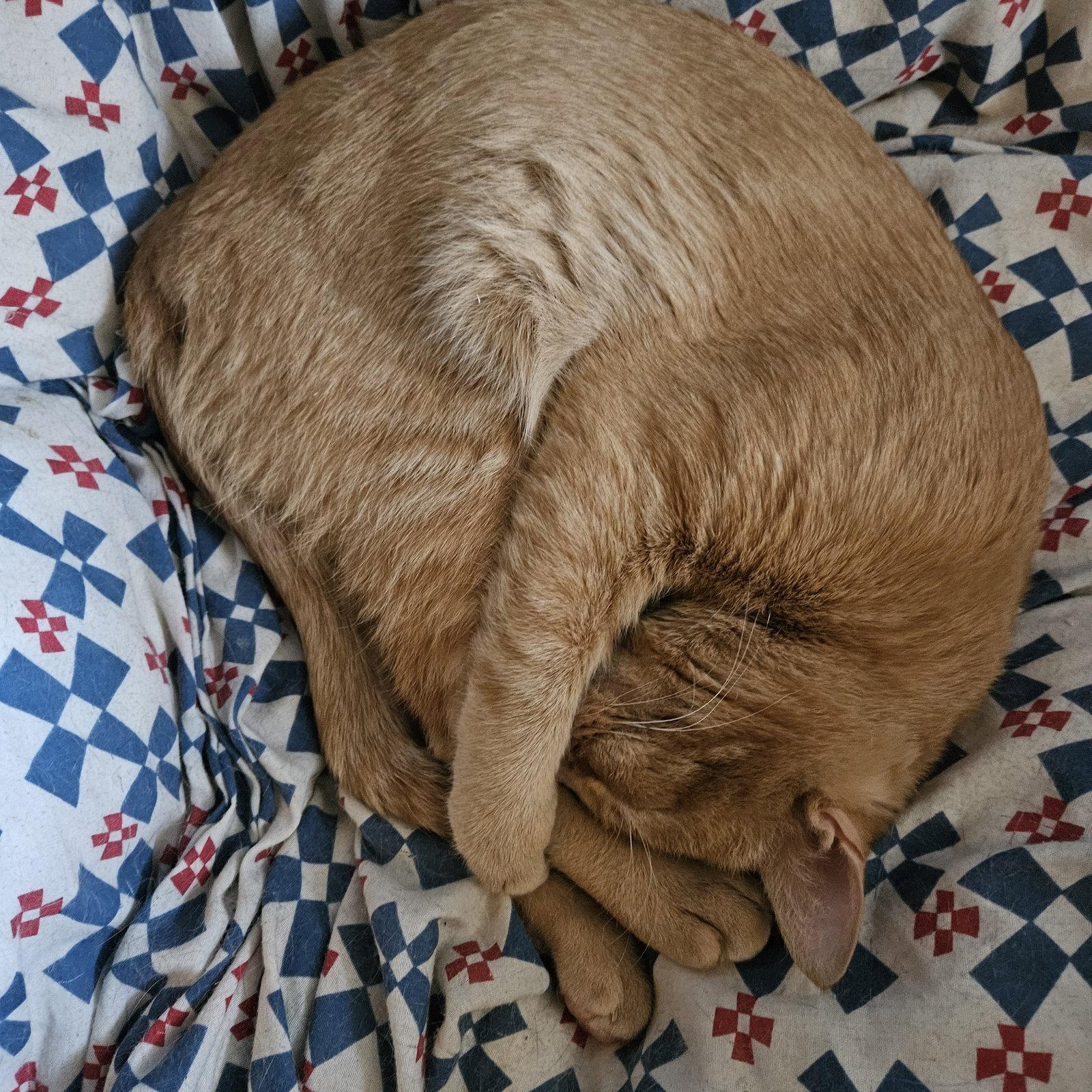 Harvey, a Adoptable Domestic Short Hair in Philadelphia, PA image 3/3