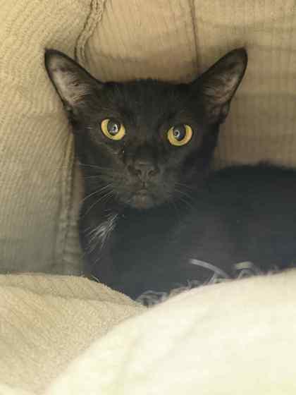 Pawtricia, Adoptable, Adult Female Domestic Short Hair & Domestic Short Hair.
