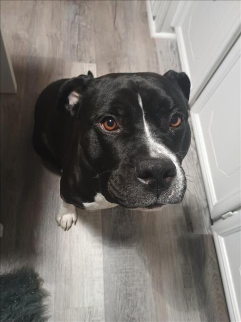 SAGITTARIUS, Adoptable, Adult Female Pit Bull Terrier.