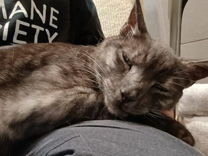 Bodhi, Adoptable, Adult Male Domestic Short Hair.