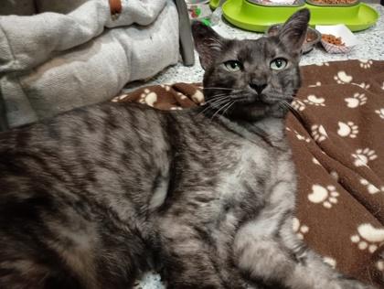 Enlarge Bodhi, a Adoptable Domestic Short Hair in Boulder, CO image 3/3