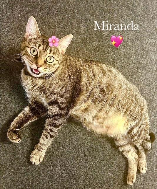 Miranda - Courtesy Post, Adoptable, Adult Female Domestic Short Hair & Tabby.