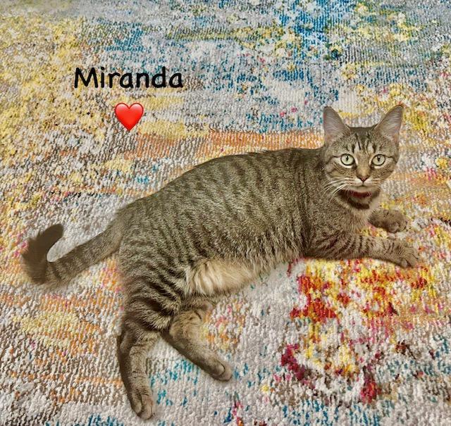 Miranda - Courtesy Post, a Adoptable mixed breed in Fort Worth, TX image 2/3