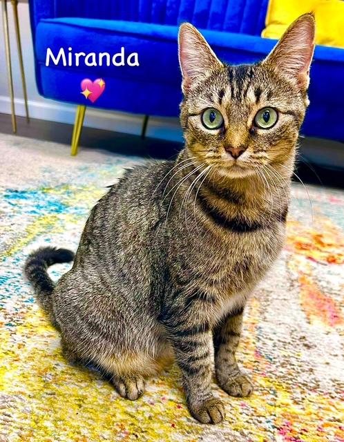 Miranda - Courtesy Post, a Adoptable mixed breed in Fort Worth, TX image 3/3