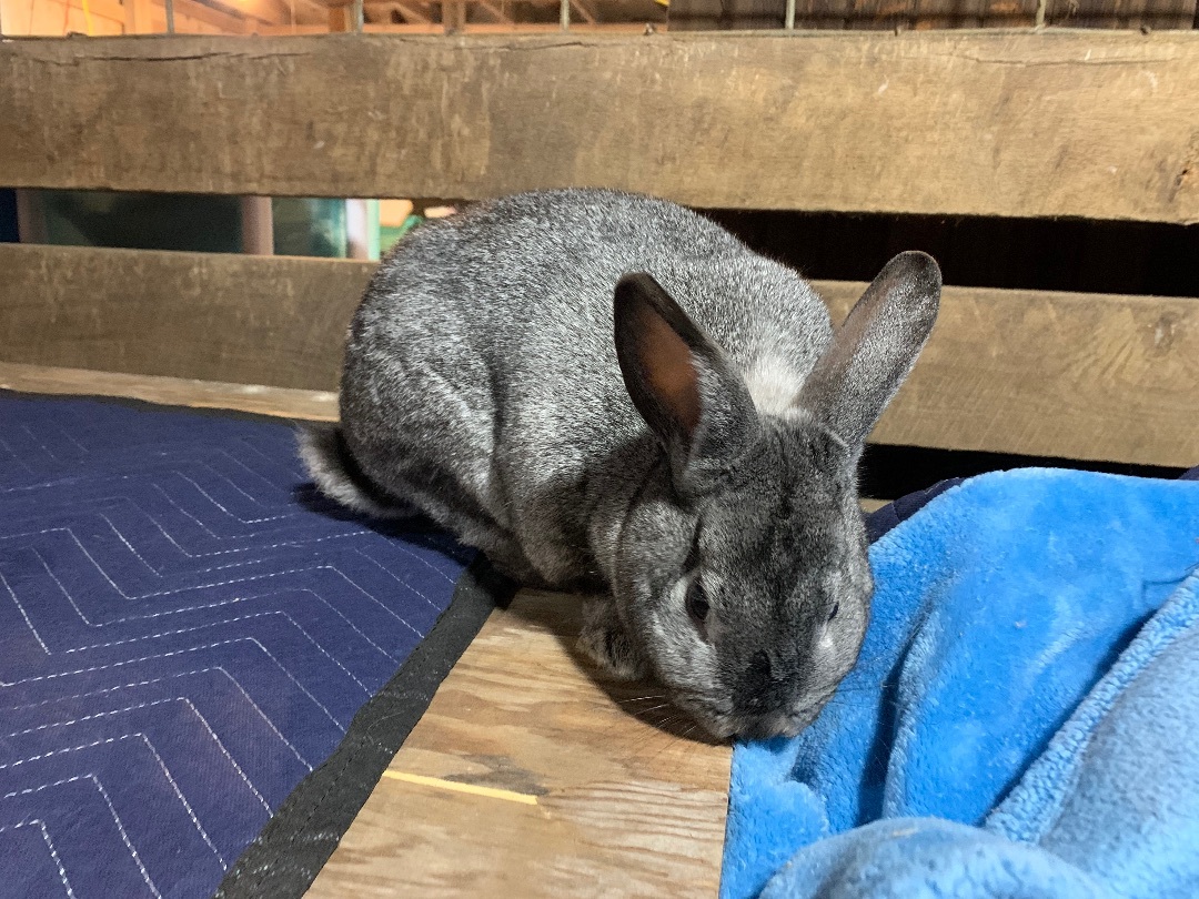 Princess Atta, Adopted, Young Female Californian.