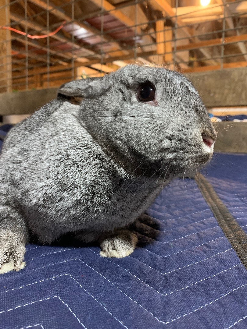 Enlarge Princess Atta, a Adopted mixed breed in Kalamazoo, MI image 3/5