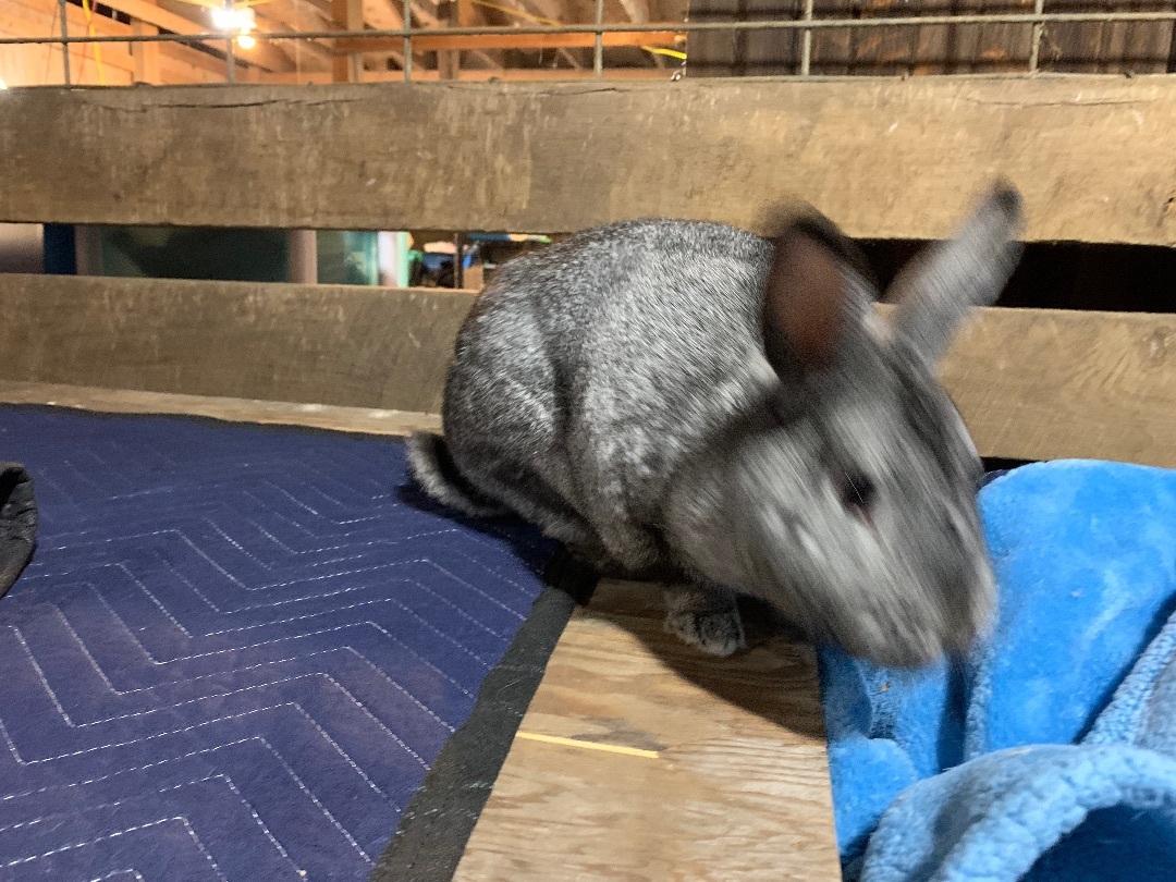 Enlarge Princess Atta, a Adopted mixed breed in Kalamazoo, MI image 4/5