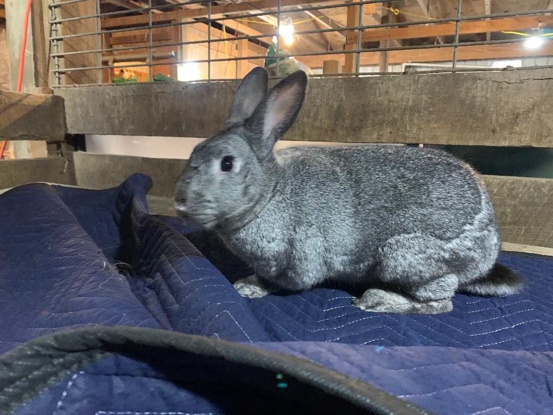 Princess Atta, Adopted, Young Female Californian.