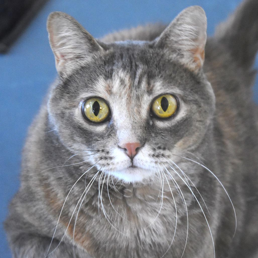 Enlarge Cheddar, a Adoptable Domestic Short Hair in Rifle, CO image 2/6