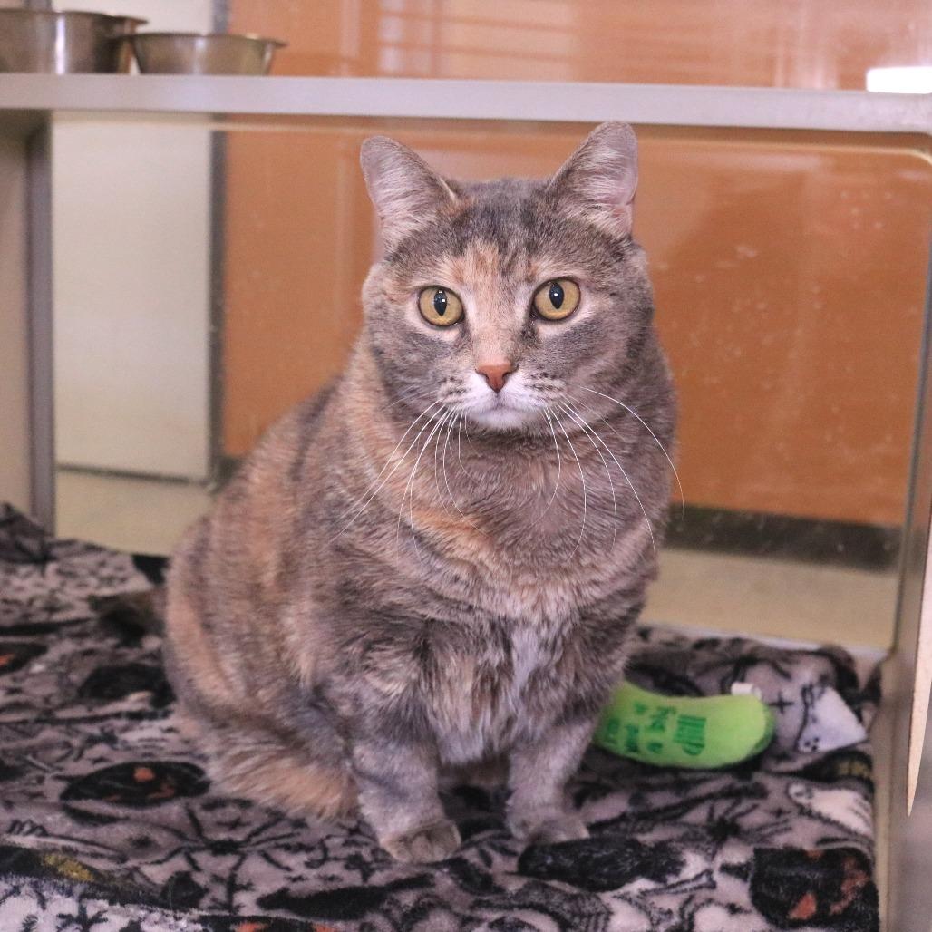 Enlarge Cheddar, a Adoptable Domestic Short Hair in Rifle, CO image 3/6