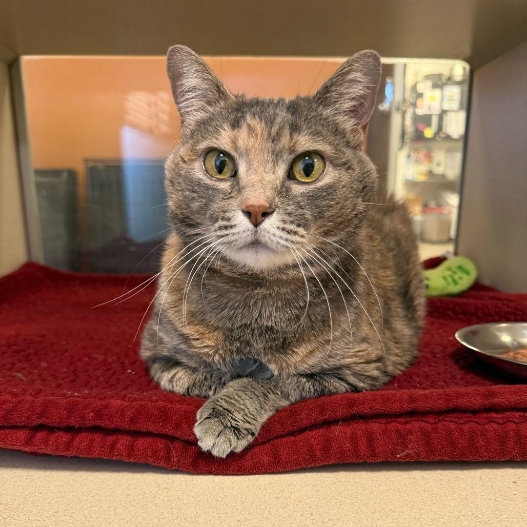Enlarge Cheddar, a Adoptable Domestic Short Hair in Rifle, CO image 5/6