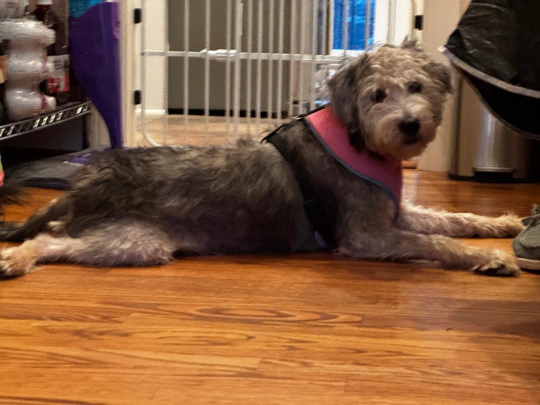 Enlarge Charlotte, a ADOPTABLE mixed breed in Winston Salem, NC image 3/4