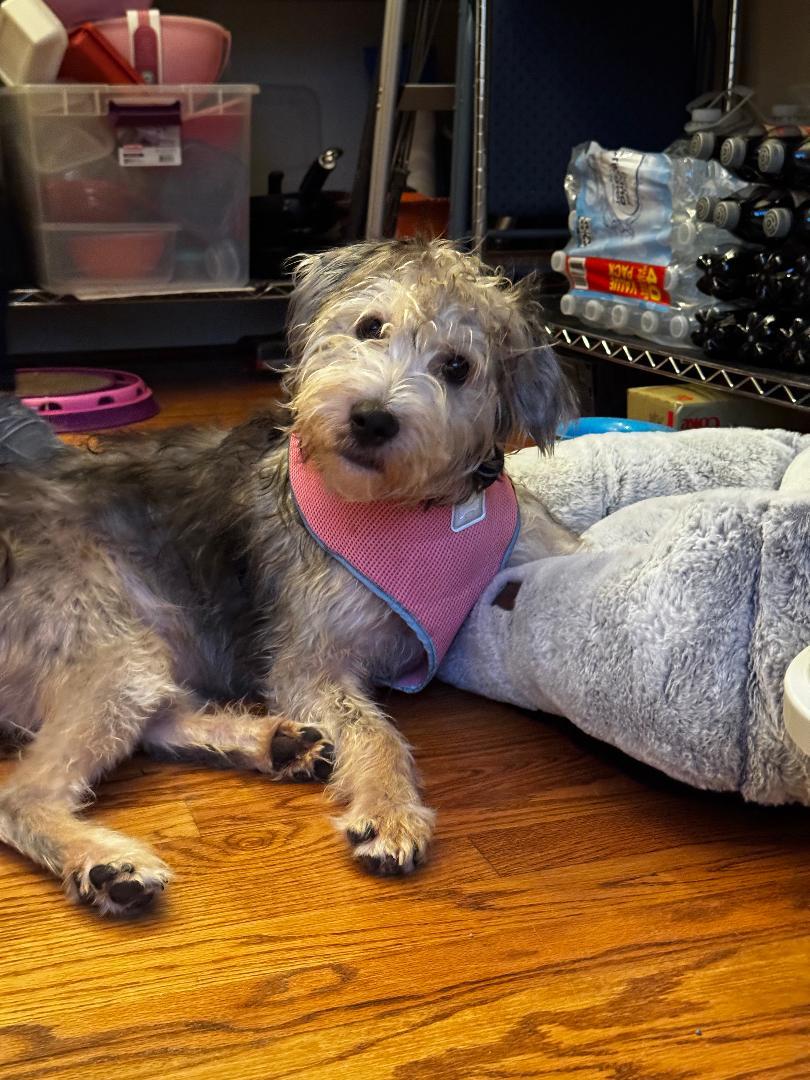 Enlarge Charlotte, a ADOPTABLE mixed breed in Winston Salem, NC image 1/4