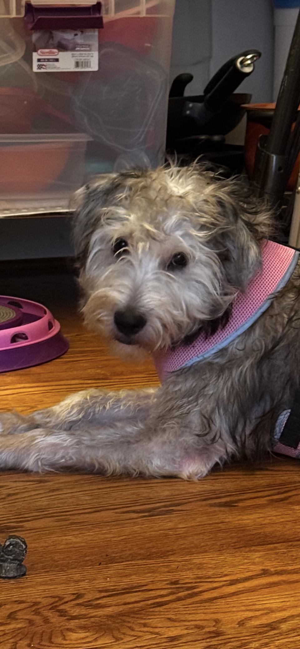 Enlarge Charlotte, a ADOPTABLE mixed breed in Winston Salem, NC image 4/4