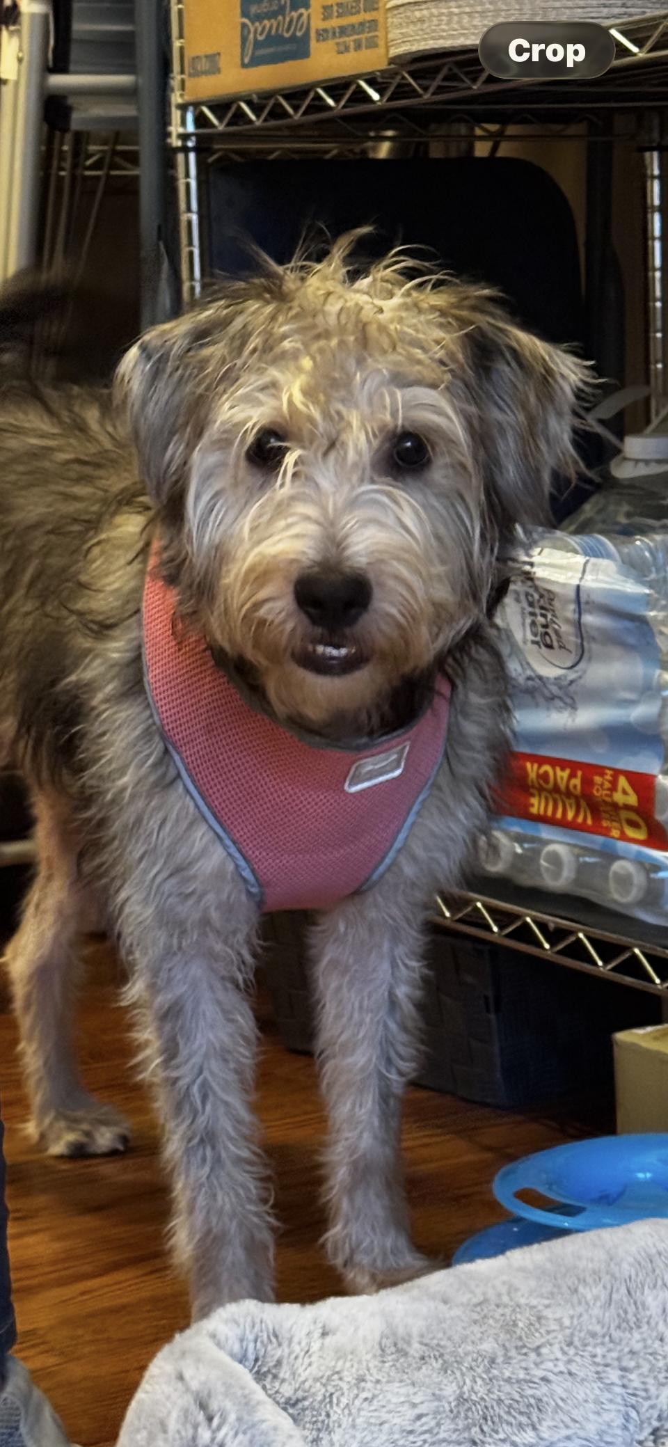 Enlarge Charlotte, a ADOPTABLE mixed breed in Winston Salem, NC image 2/4