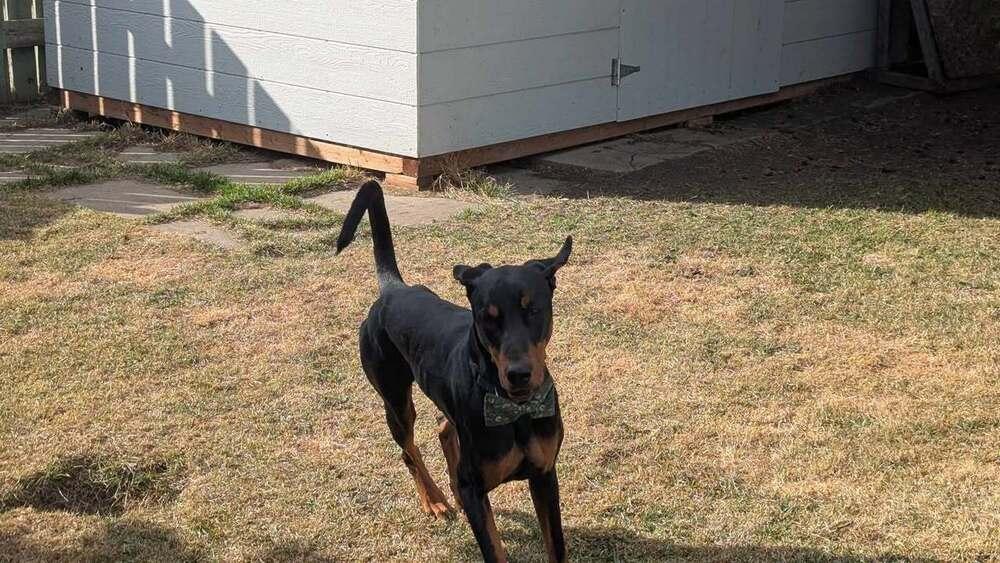 Dante (EDMONTON, AB), Adoptable, Adult Male Doberman Pinscher.