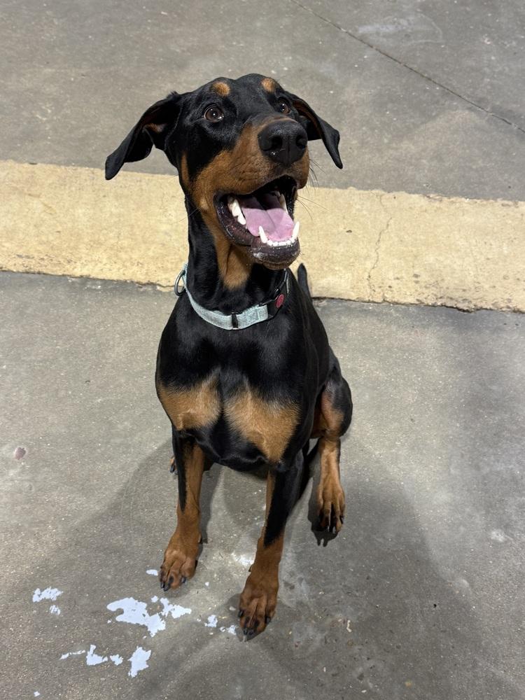 Enlarge Dante (ADOPTION PENDING), a Adoptable Doberman Pinscher in Edmonton, AB image 2/6