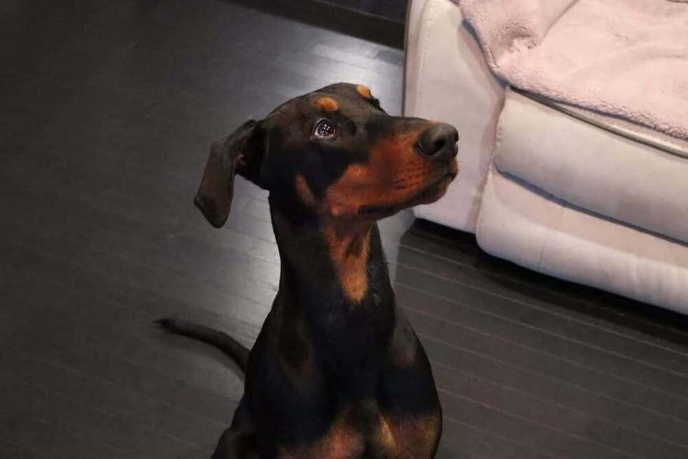 Enlarge Dante (EDMONTON, AB), a Adoptable Doberman Pinscher in Edmonton, AB image 2/5