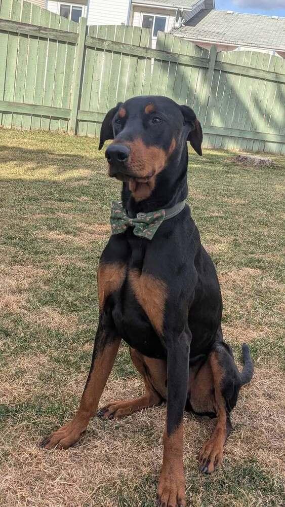 Enlarge Dante (EDMONTON, AB), a Adoptable Doberman Pinscher in Edmonton, AB image 3/5