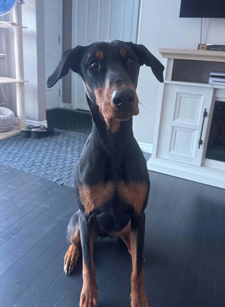 Enlarge Dante (EDMONTON, AB), a Adoptable Doberman Pinscher in Edmonton, AB image 4/5