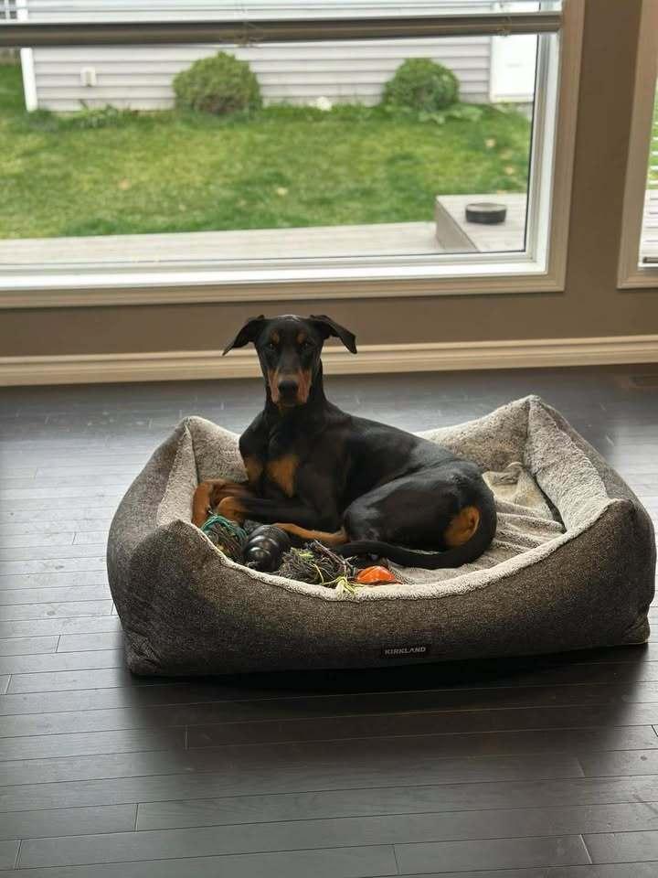 Enlarge Dante (EDMONTON, AB), a Adoptable Doberman Pinscher in Edmonton, AB image 5/5