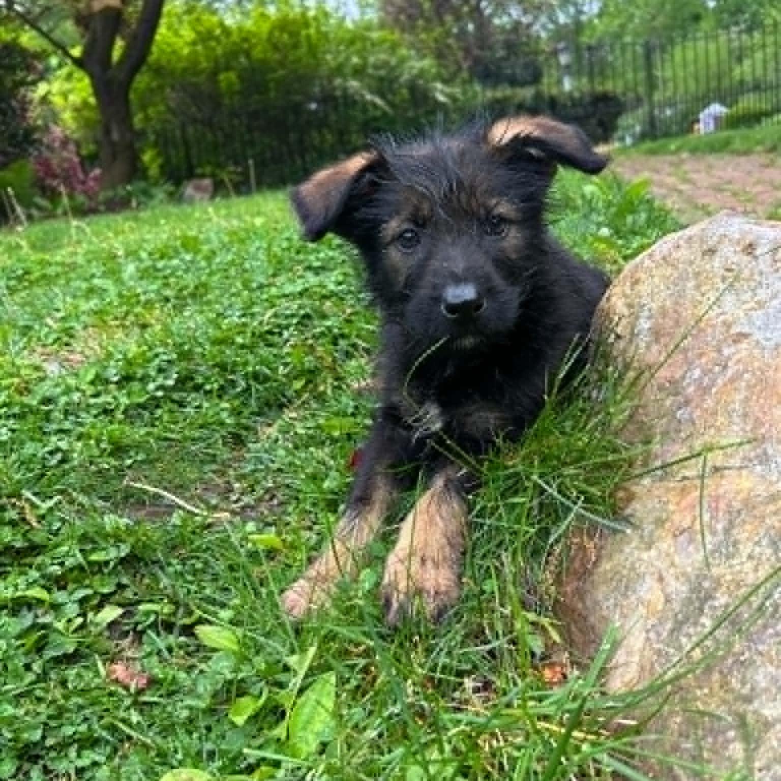 Cricket, adopted, Puppy Female German Shepherd Dog.