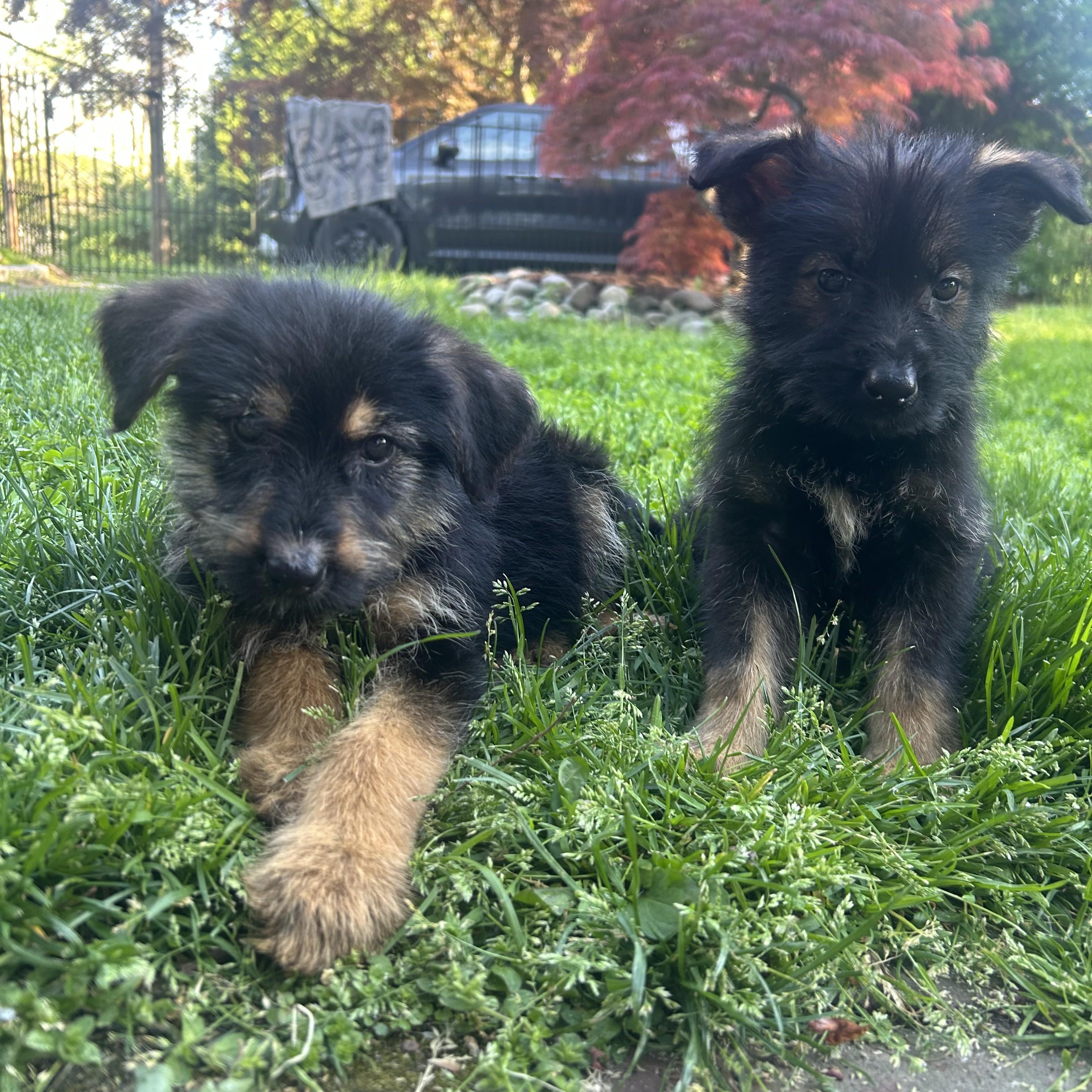 Cricket, an adopted mixed breed in Phoenixville, PA image 3/3