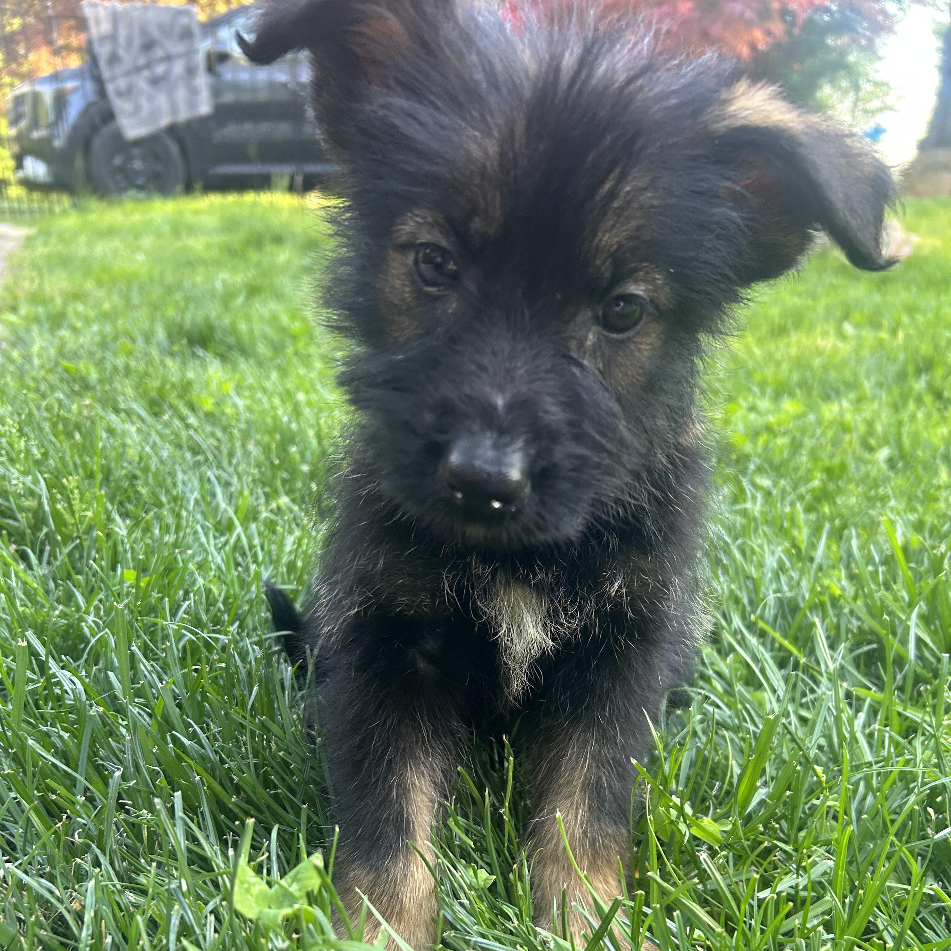 Cricket, an adopted mixed breed in Phoenixville, PA image 2/3