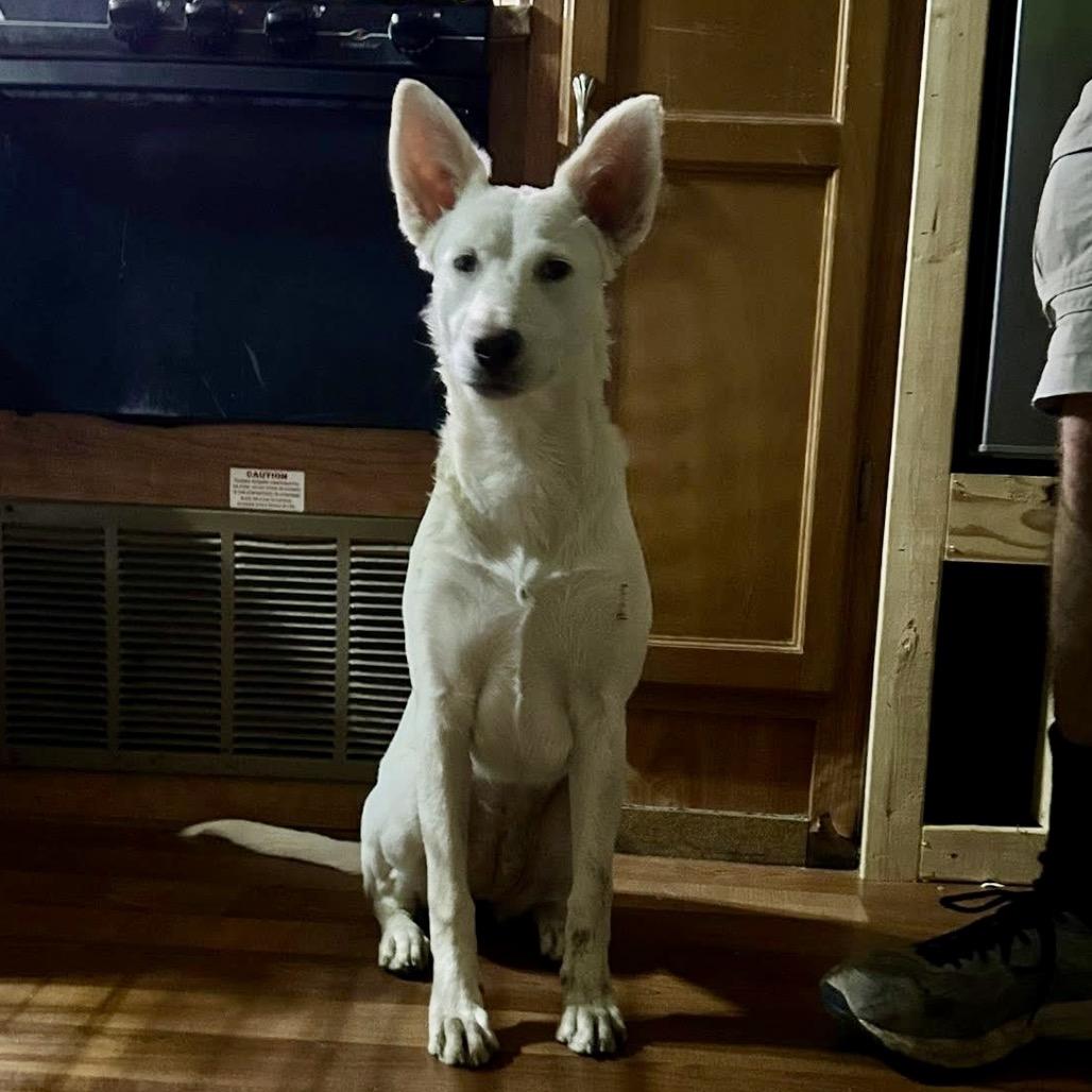 Enlarge Nacli, a Adoptable mixed breed in Ennis, TX image 1/6