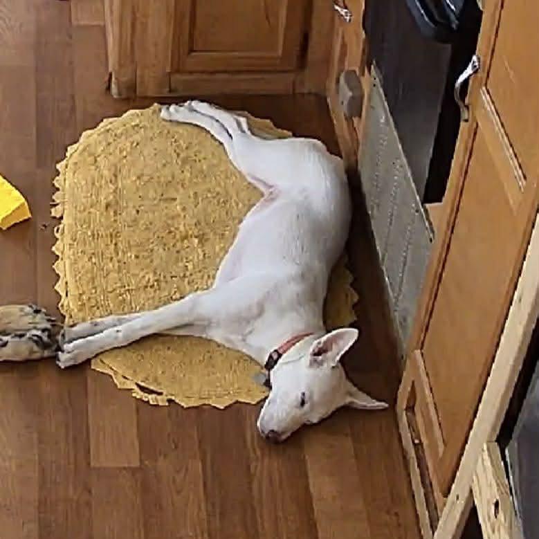 Enlarge Nacli, a Adoptable mixed breed in Ennis, TX image 2/6