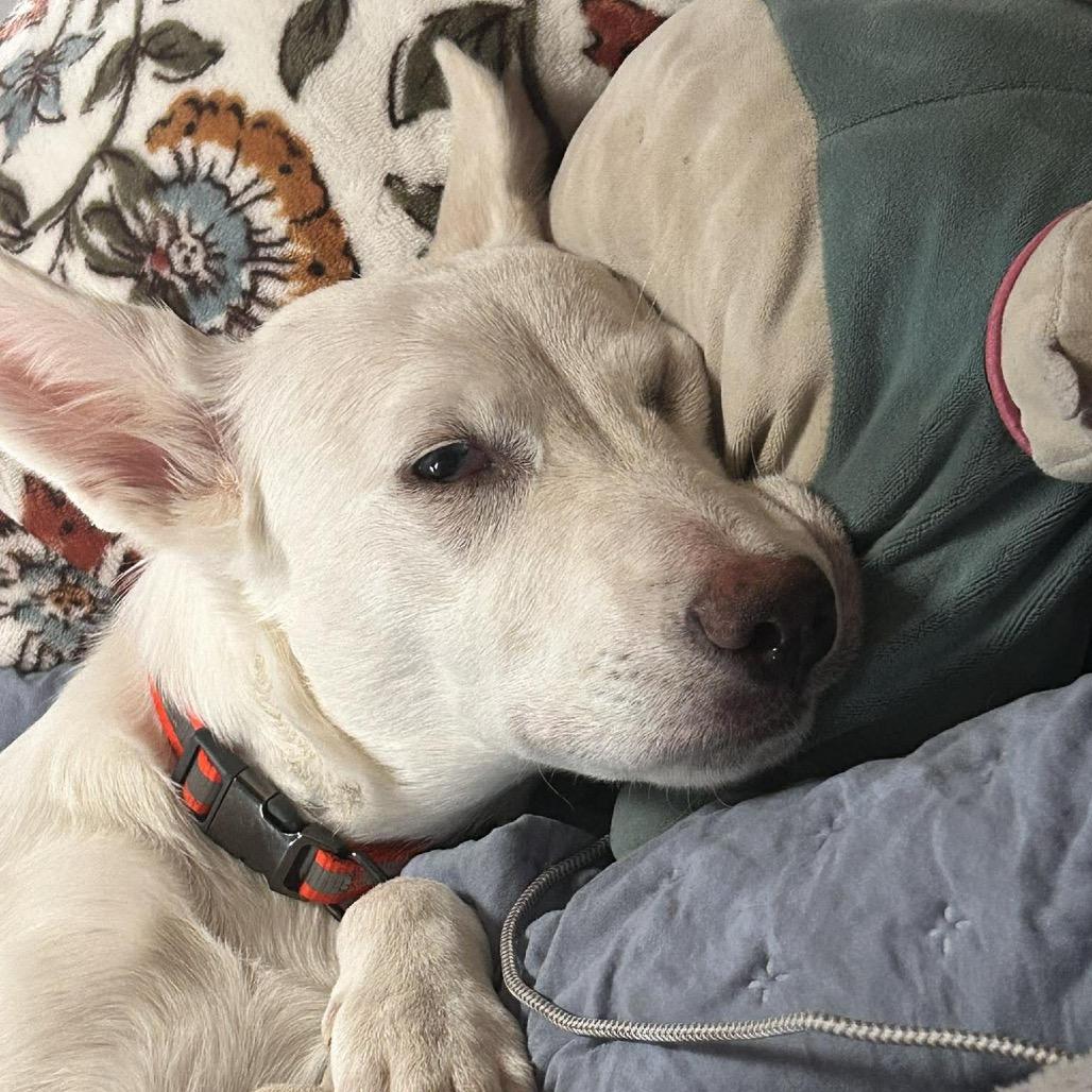 Enlarge Nacli, a Adoptable mixed breed in Ennis, TX image 3/6