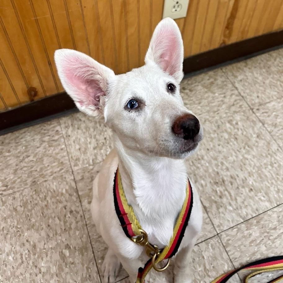 Enlarge Nacli, a Adoptable mixed breed in Ennis, TX image 4/6