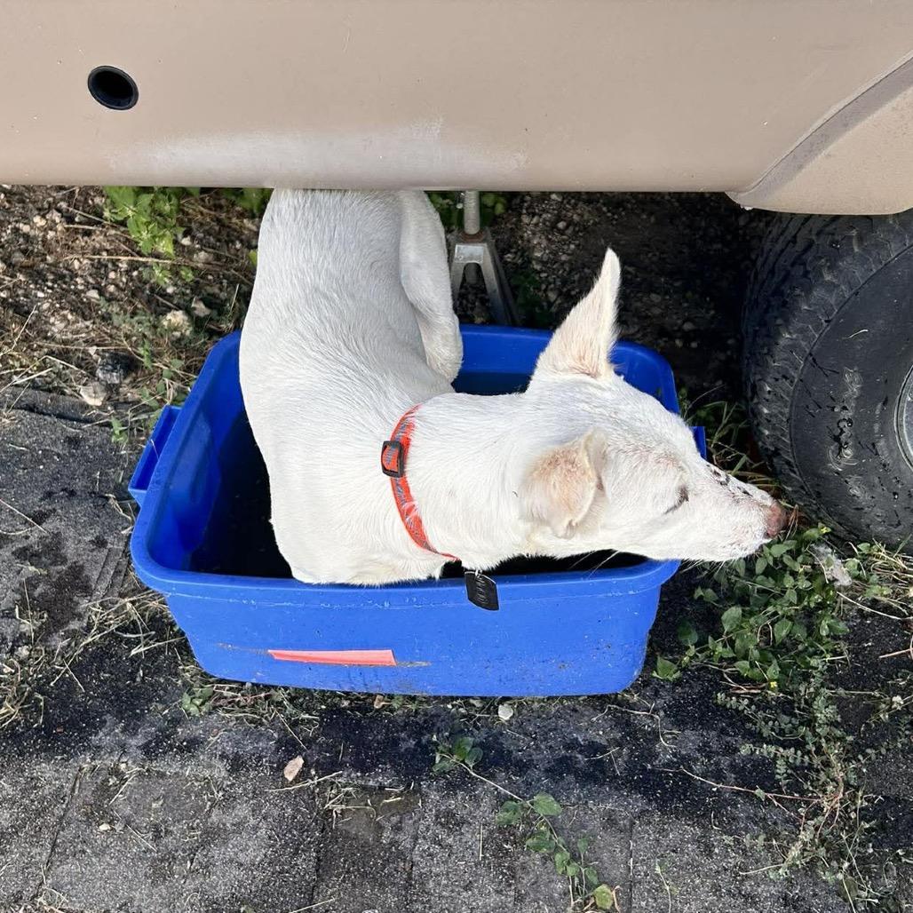 Enlarge Nacli, a Adoptable mixed breed in Ennis, TX image 5/6