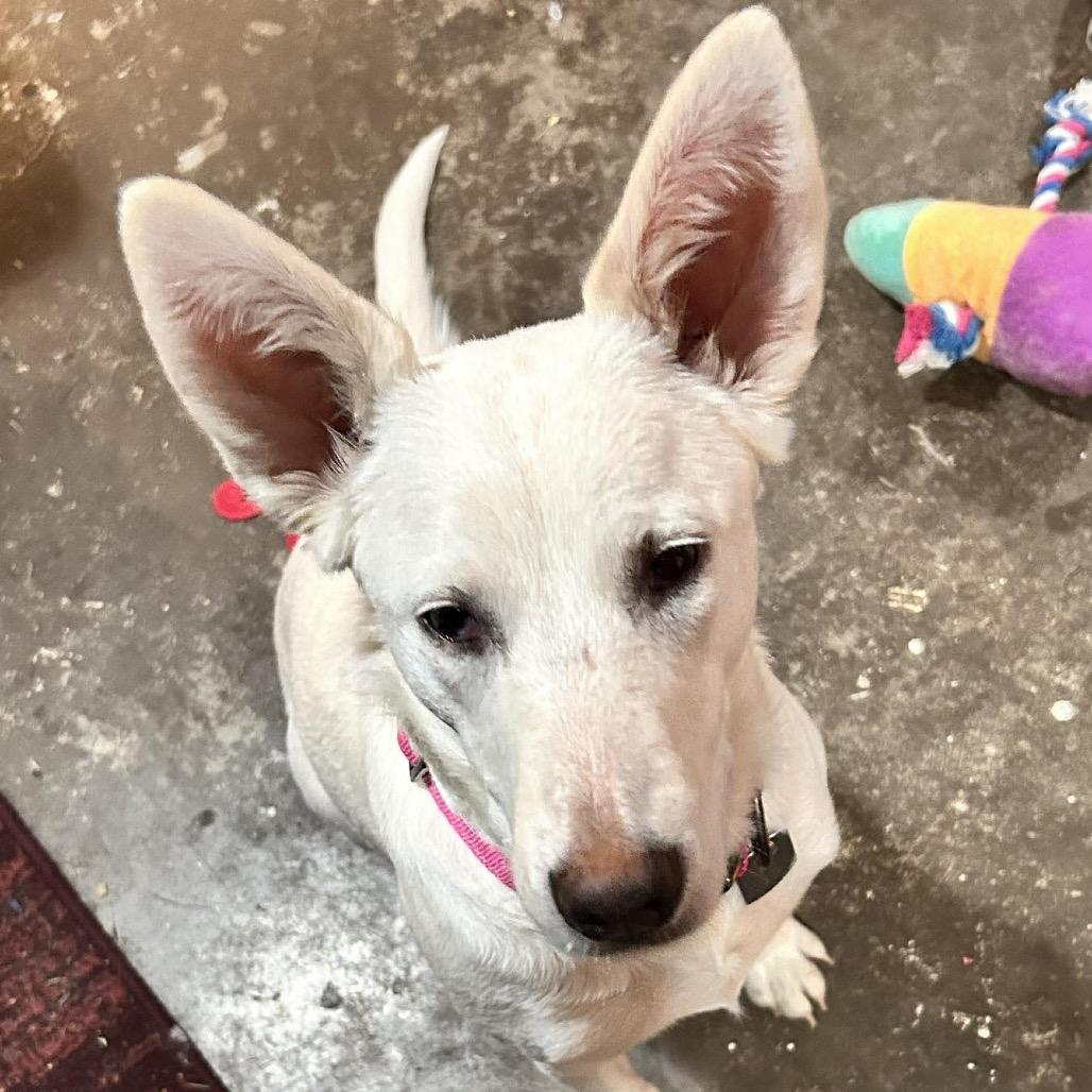 Enlarge Nacli, a Adoptable mixed breed in Ennis, TX image 6/6