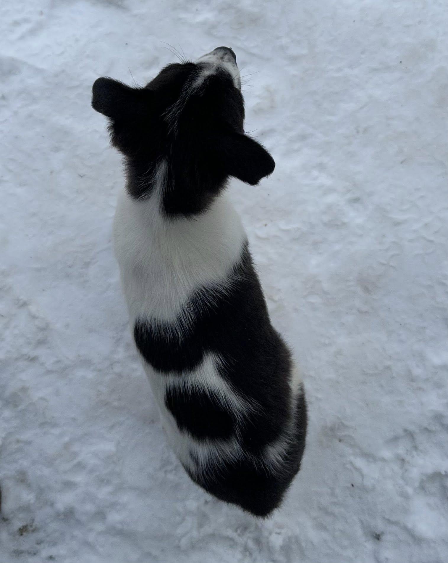 Enlarge Jeira, an adopted Mixed Breed in Albany, NY image 6/6