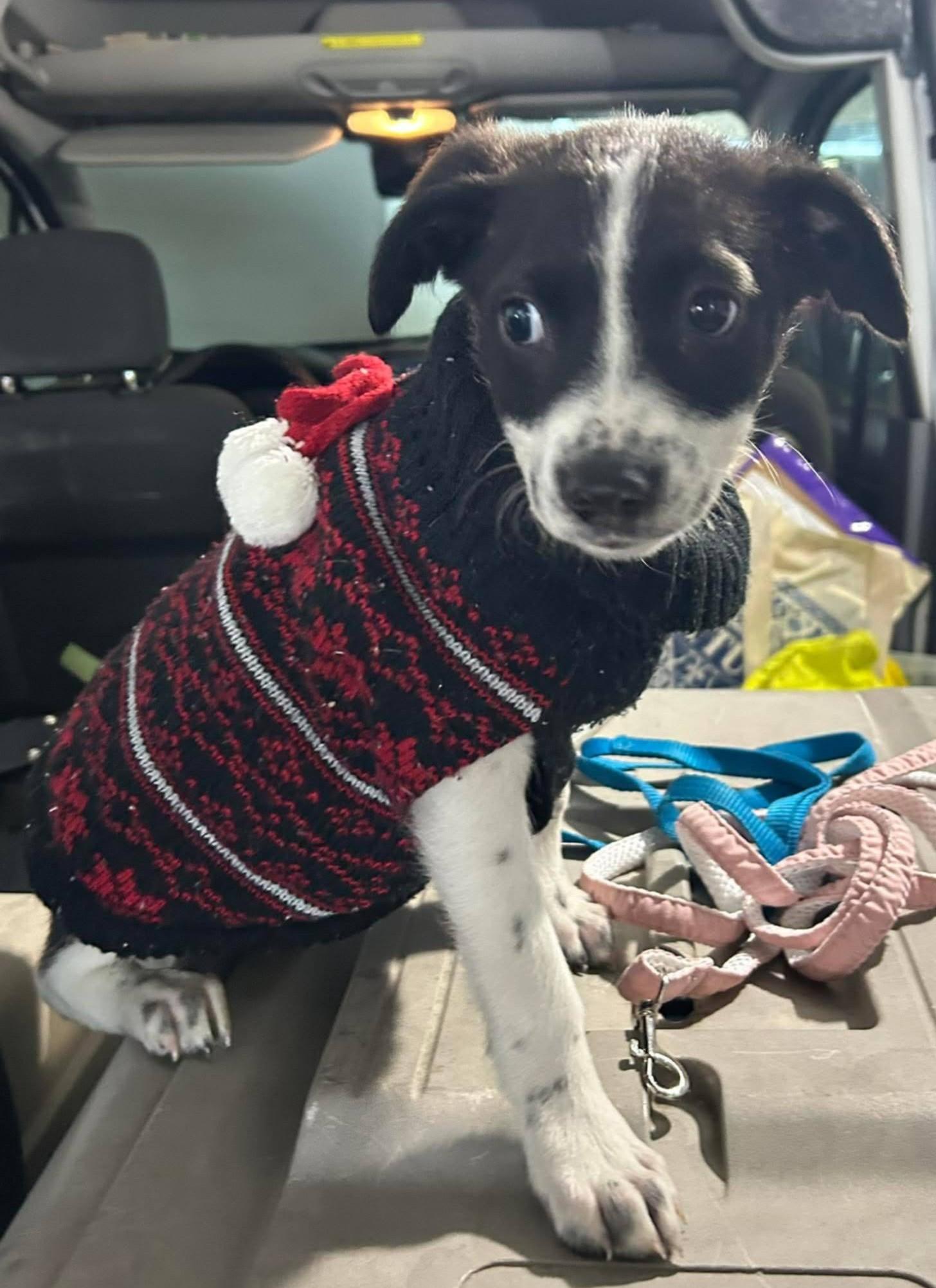 Enlarge Jeira, an adopted Mixed Breed in Albany, NY image 3/6