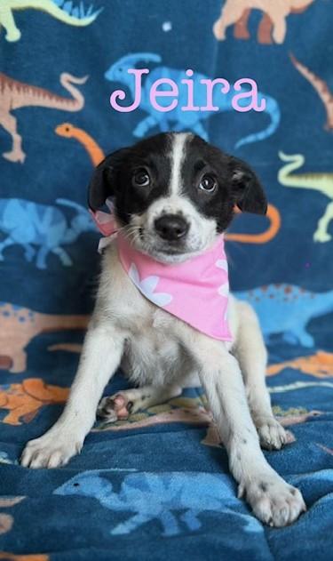 Enlarge Jeira, an adopted Mixed Breed in Albany, NY image 2/6