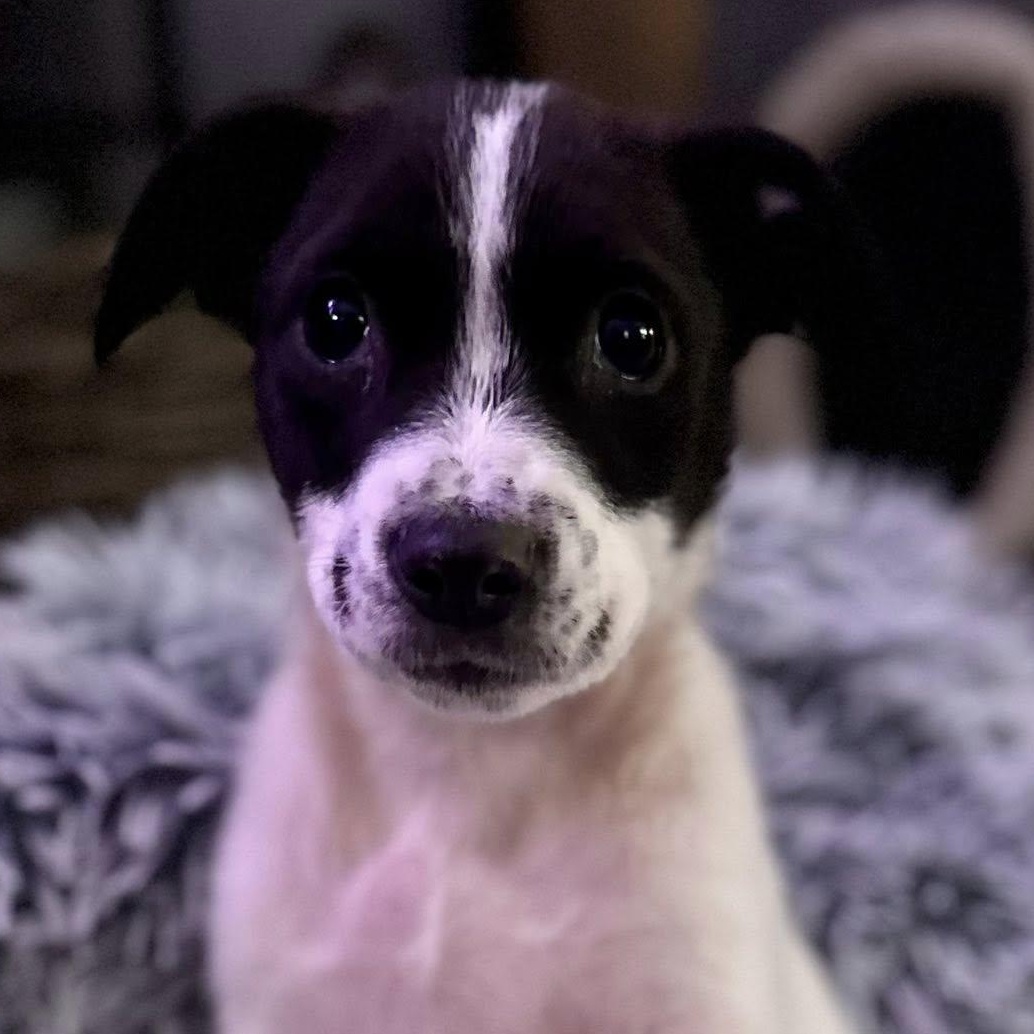 Jeira, adopted, Puppy Female Mixed Breed.