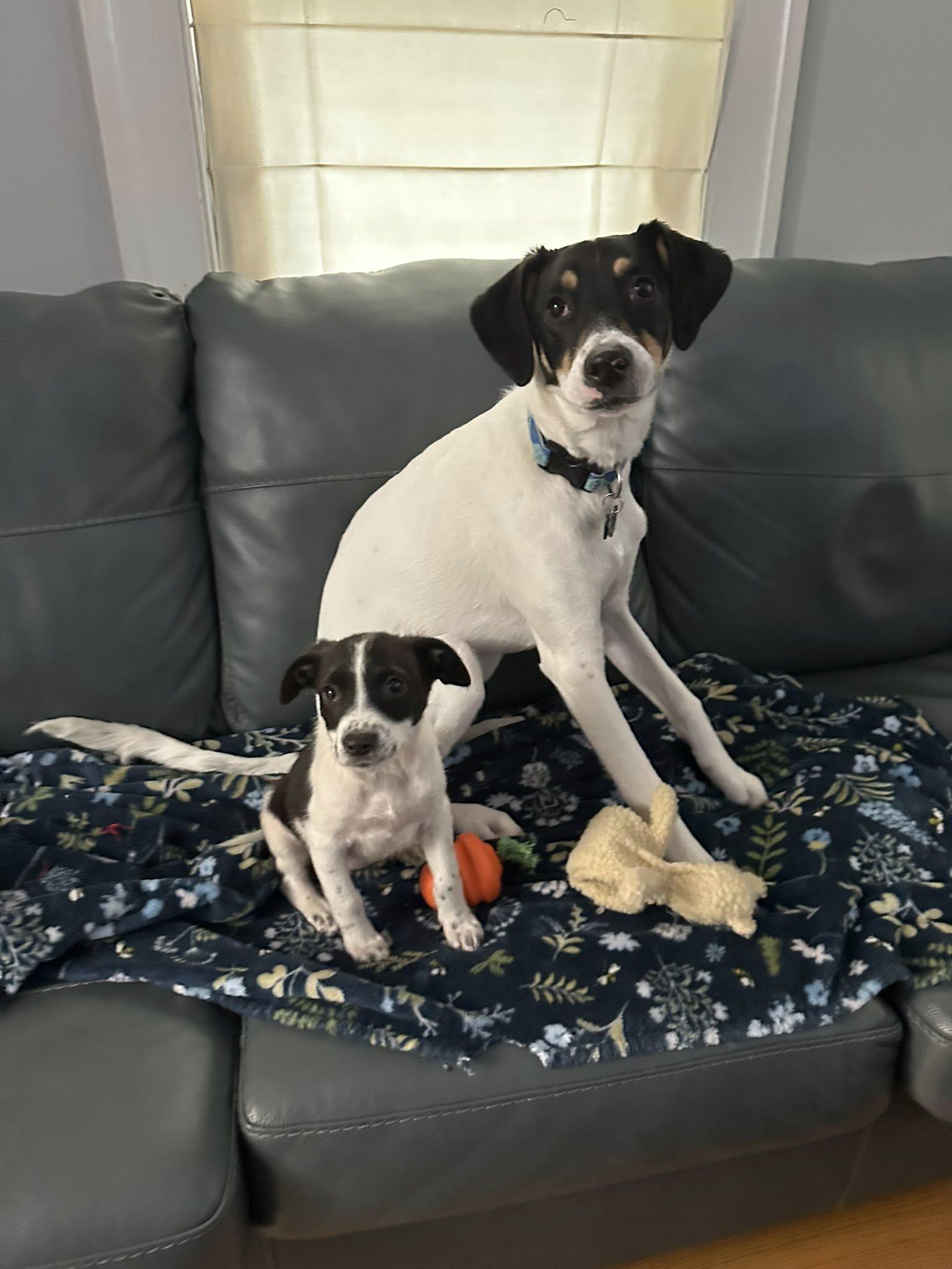 Enlarge Jeira, an adopted Mixed Breed in Albany, NY image 5/6