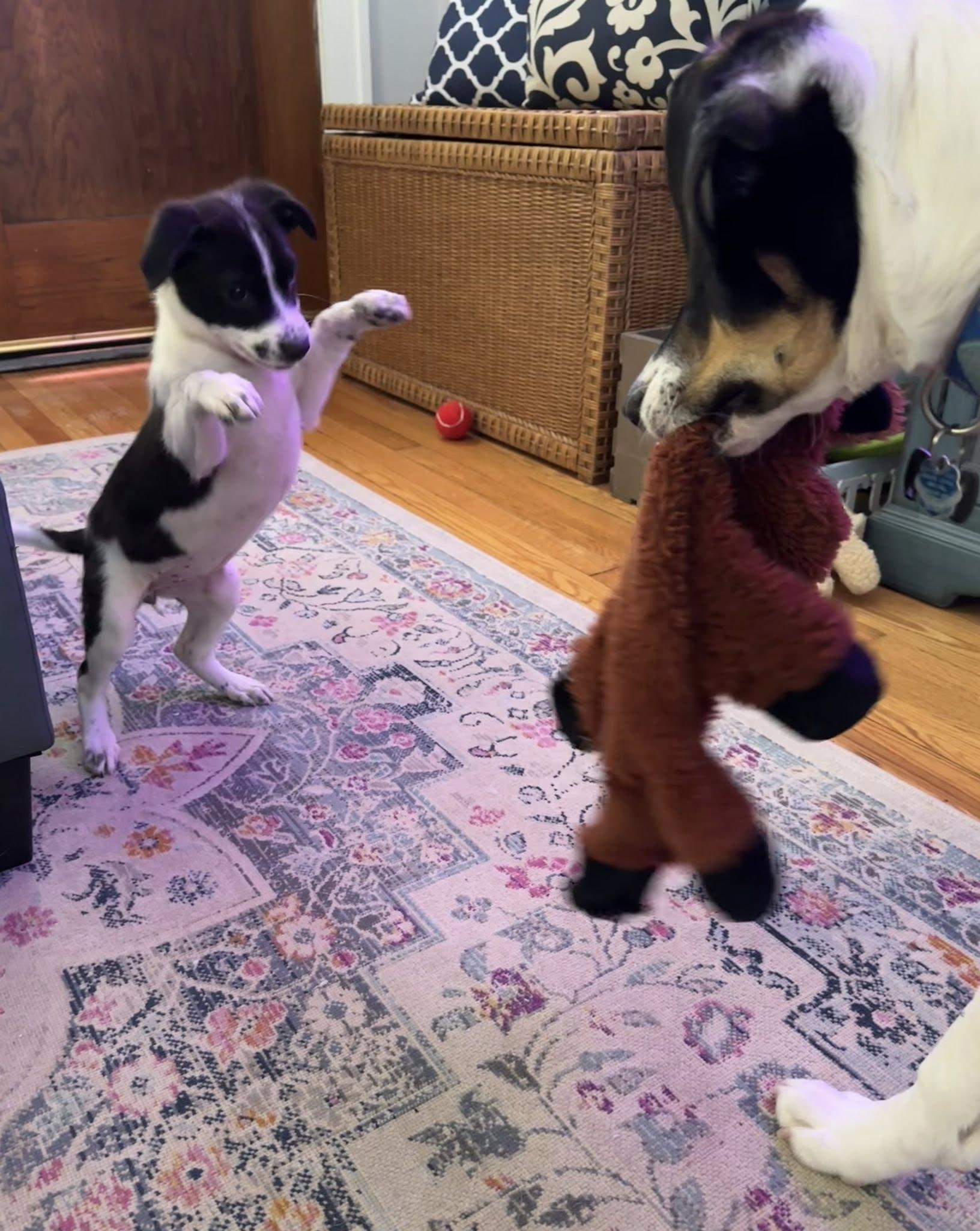 Enlarge Jeira, an adopted Mixed Breed in Albany, NY image 4/6