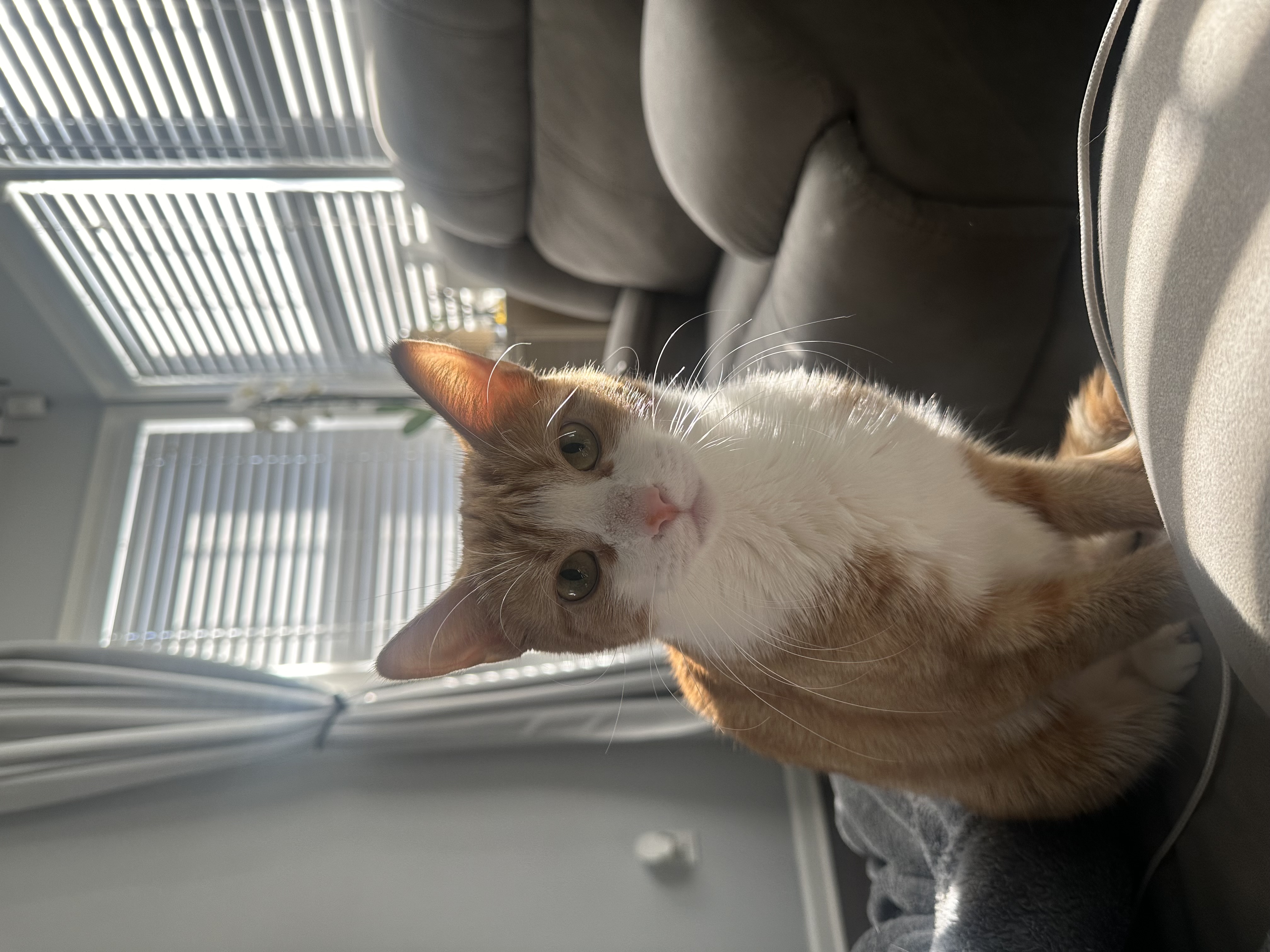 Shu Shu, Adult Female Domestic Short Hair