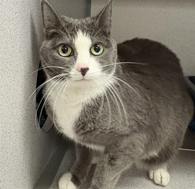 LILY, Adoptable, Adult Female Domestic Short Hair.