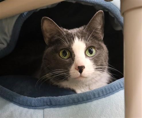 Enlarge LILY, a Adoptable Domestic Short Hair in Aliquippa, PA image 1/1