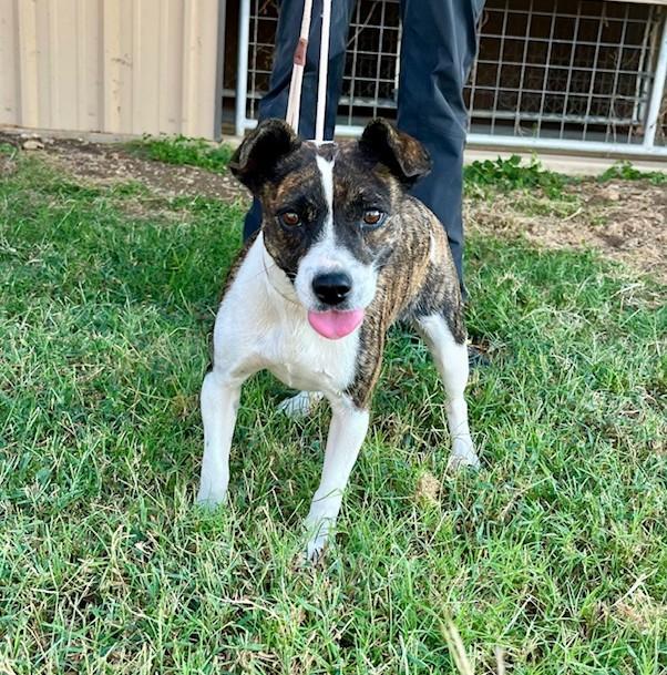 Squirrel, Adoptable, Adult Female Jack Russell Terrier & Staffordshire Bull Terrier.
