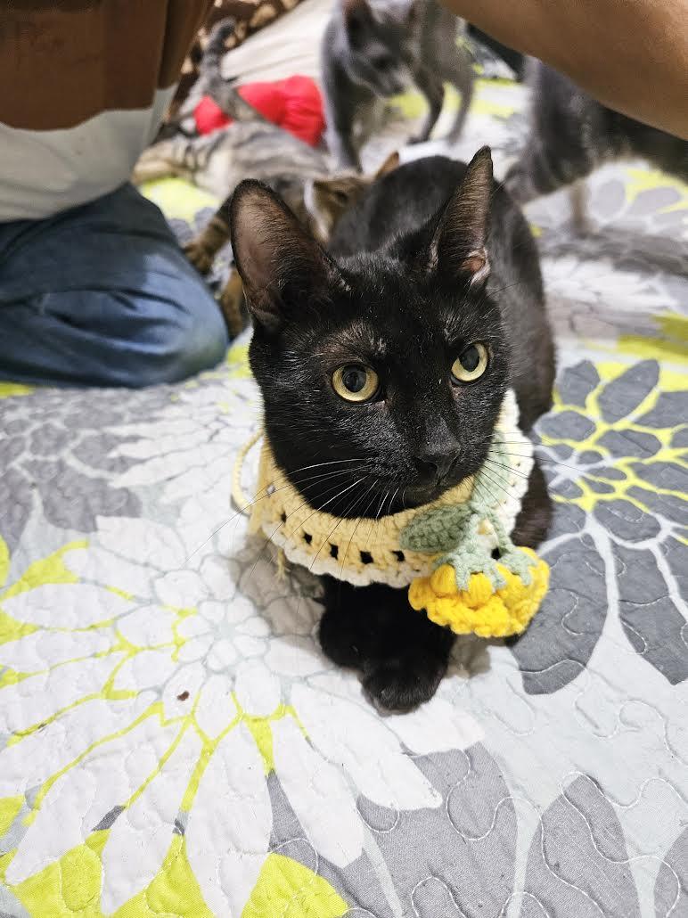 China, Adoptable, Adult Female Bombay.