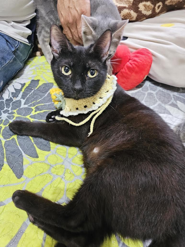 China, a Adoptable Bombay in Salem, NH image 5/6