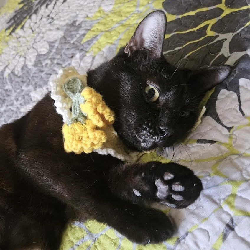 China, a Adoptable Bombay in Salem, NH image 3/6